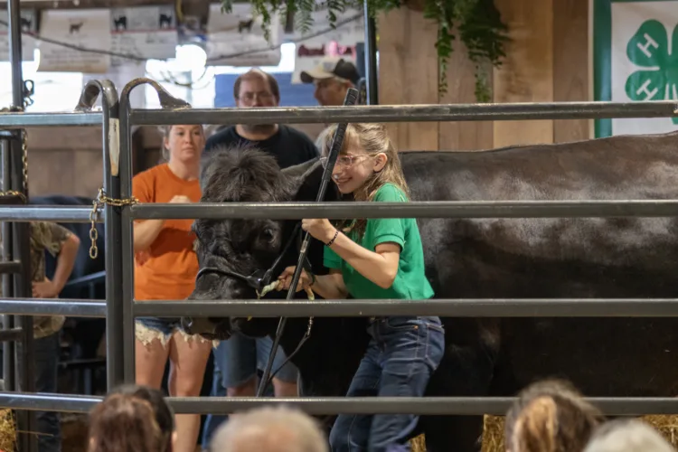Livestock sale caps week of competition for Wood County 4-H and FFA youth